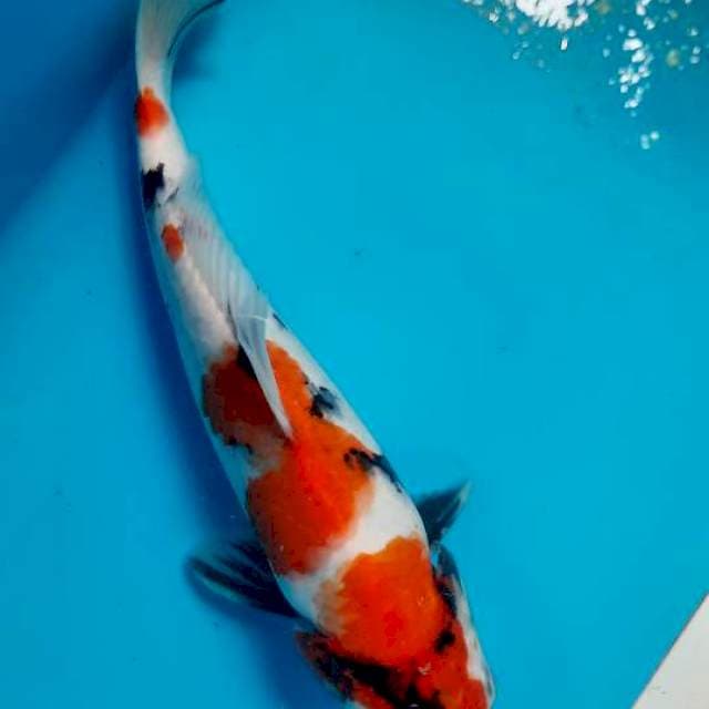Showa 26cm