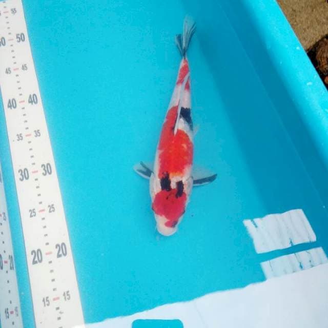 Showa 30cm