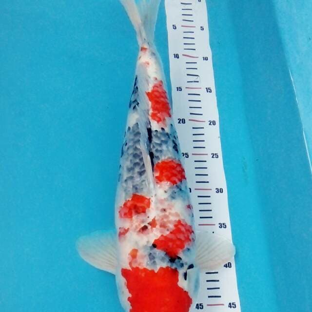 Showa Tetegoi 50cm