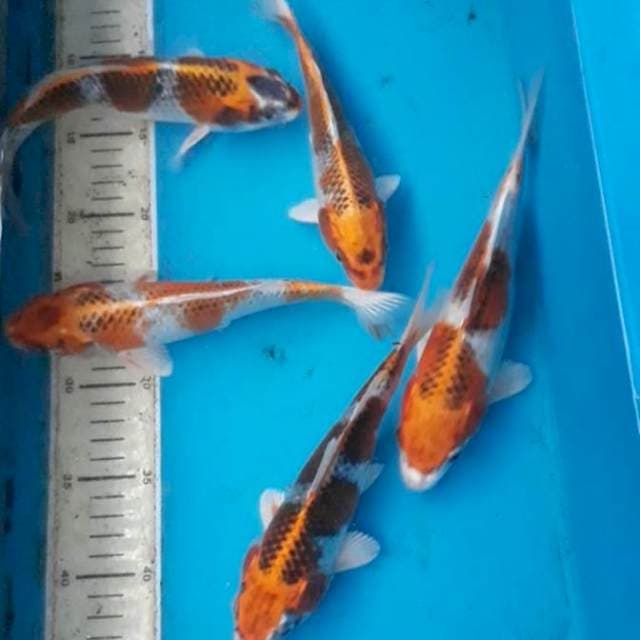 Kujaku 5 ekor 24-25 cm