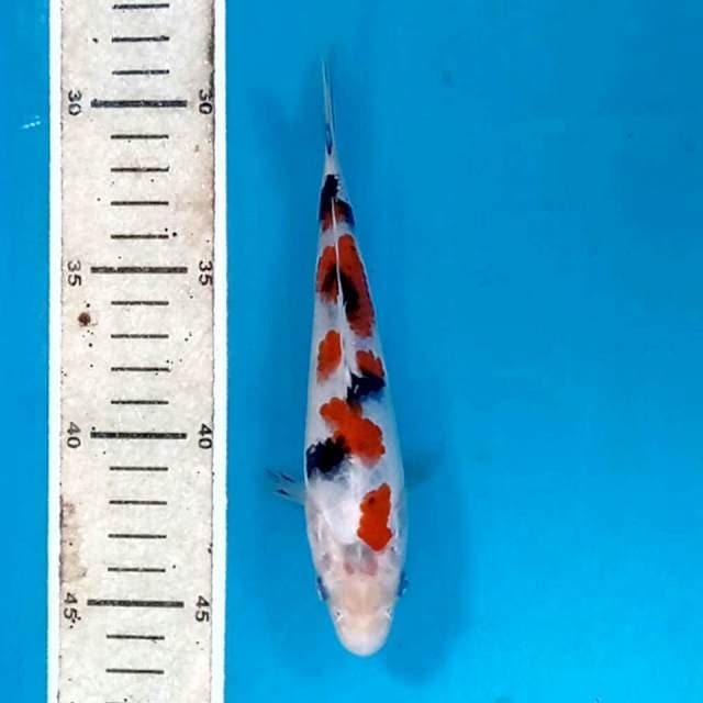 Sanke, 17 cm