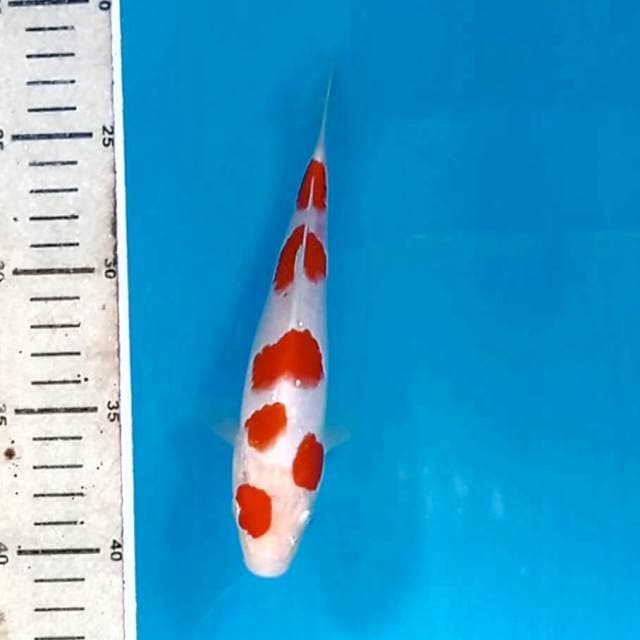 Kohaku, 19 cm