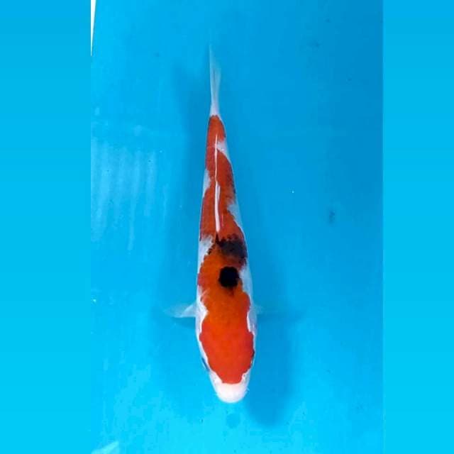 Sanke, 17 cm