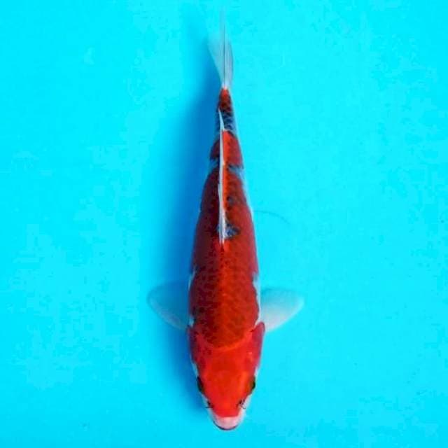 RED GOSHIKI 23 CM MALE