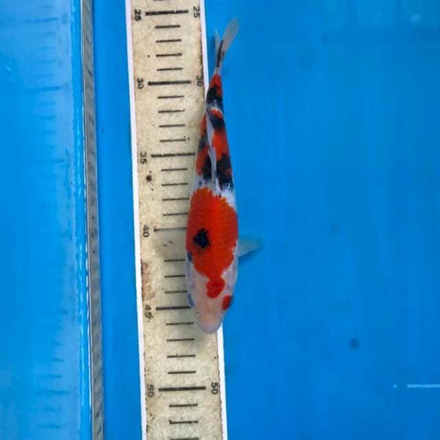 Sanke, 19 cm