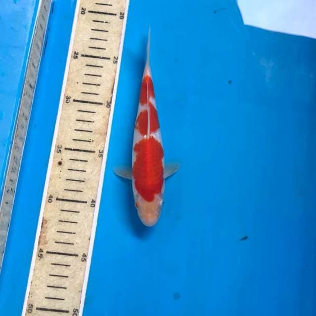 Kohaku, 19 cm