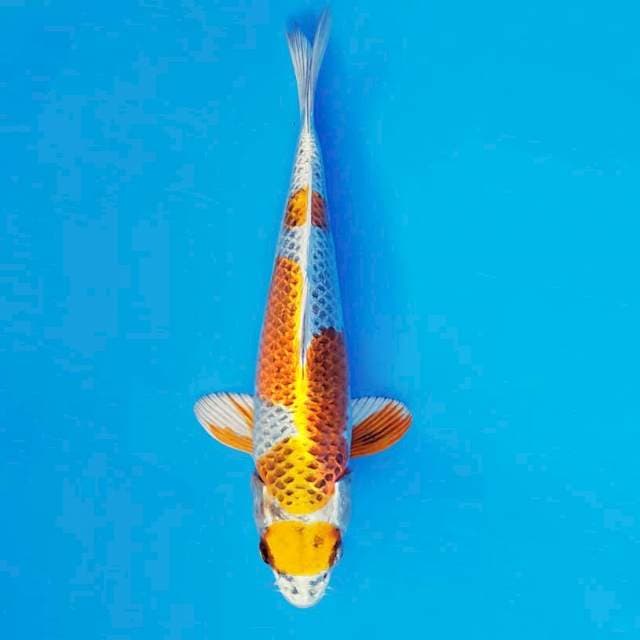 MARMORATA 5 - Maruten Kujaku ™