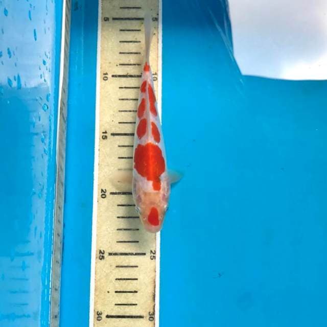 Kohaku Doitsu, 18 cm