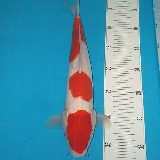 36cm Kohaku 3 step lumayan