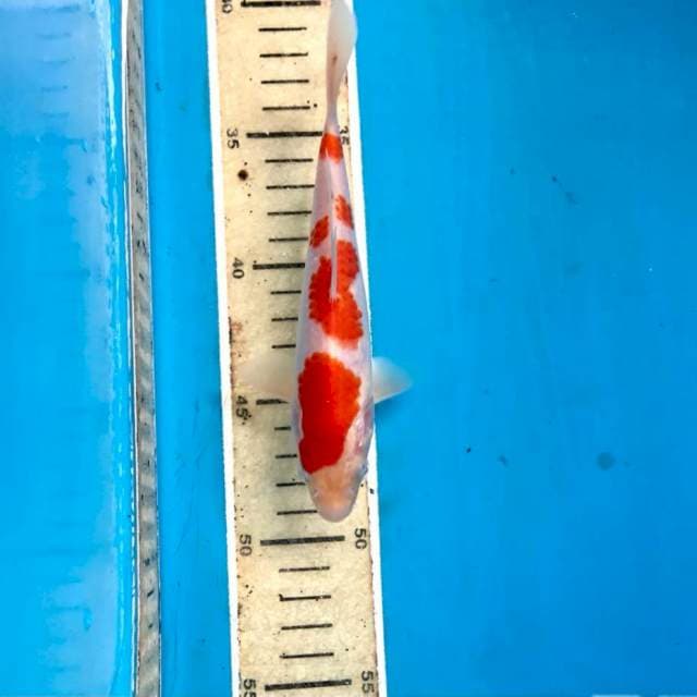 Kohaku, 17 cm
