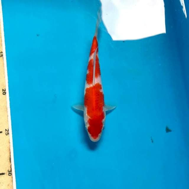 Kohaku, 15 cm