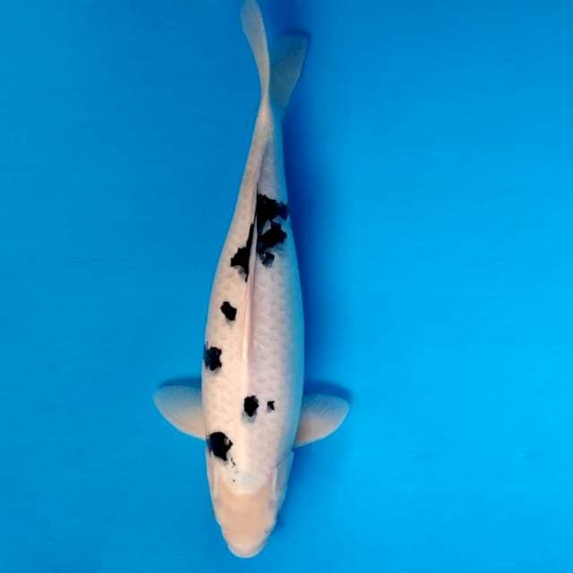 MARMORATA 8 - Bekko Jumbo ™