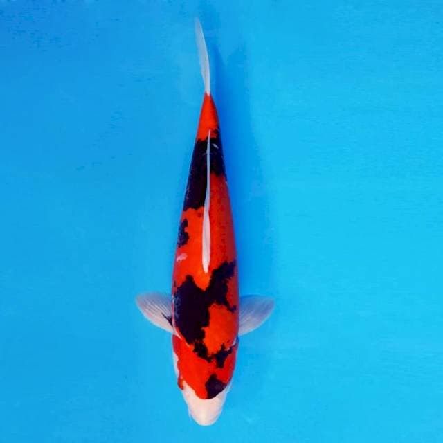 MARMORATA 12 - Hi Showa Spc ™