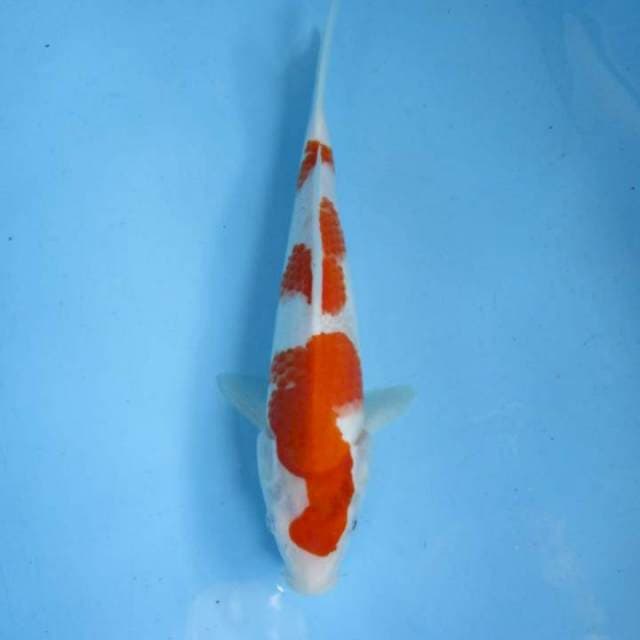 Super kohaku
