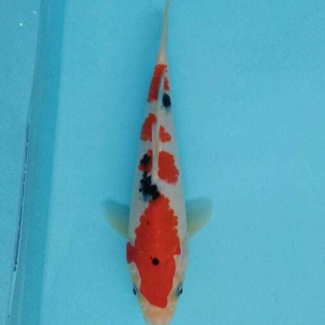 TSUBO SUMI YONDAN SANKE