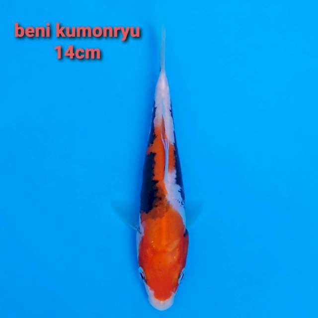 F1 beni kumonryu 14cm
