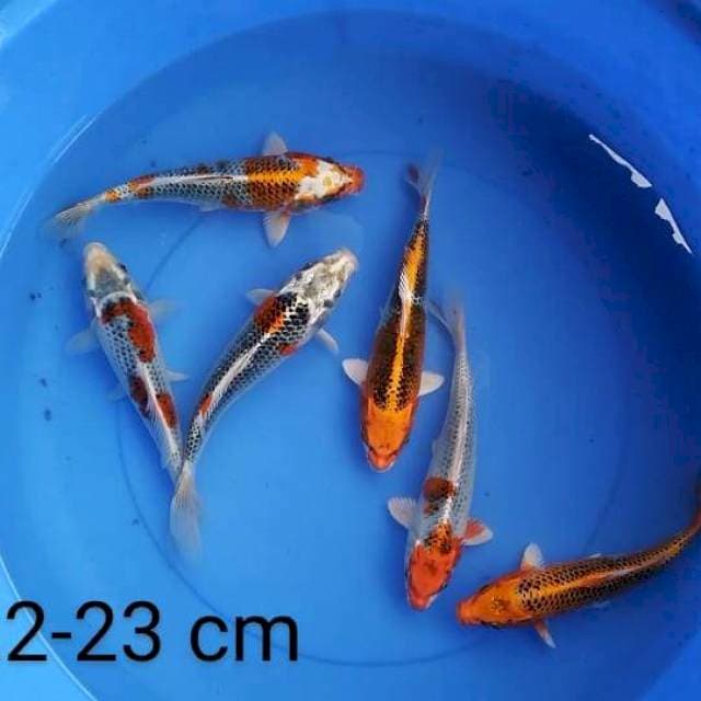 Kujaku 22-23 cm