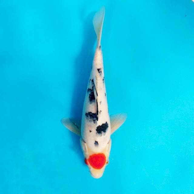 TC sanke Jantan Bullky 30cm