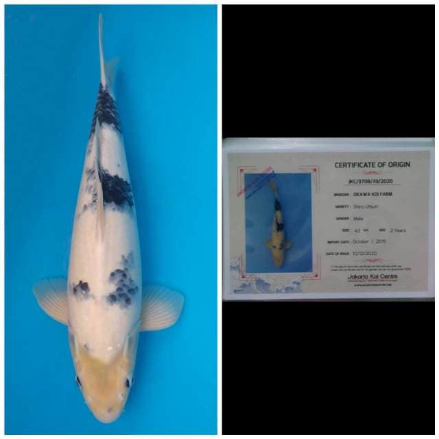 Okawa Jumbo Male Shiro