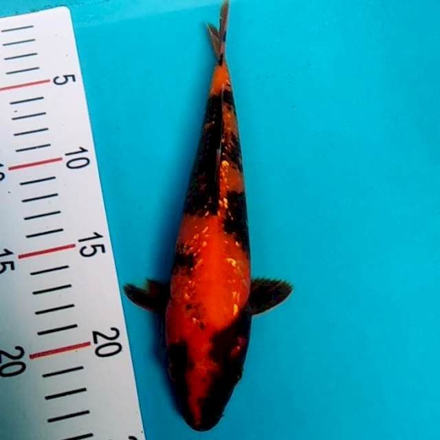 Hiutsuri ginrin 22cm