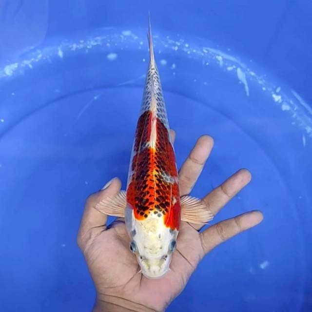 1. Kujaku || 26 cm