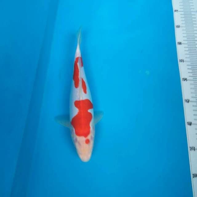 Kohaku doitsu murni pola jos