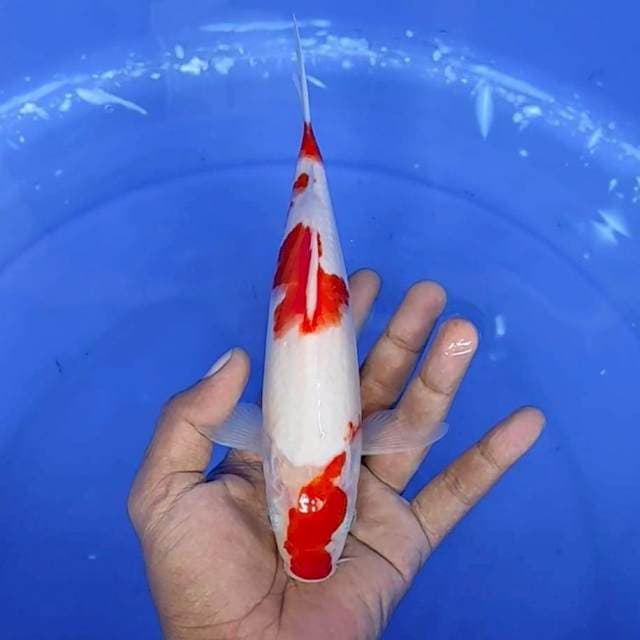 7. Kohaku || 23 cm