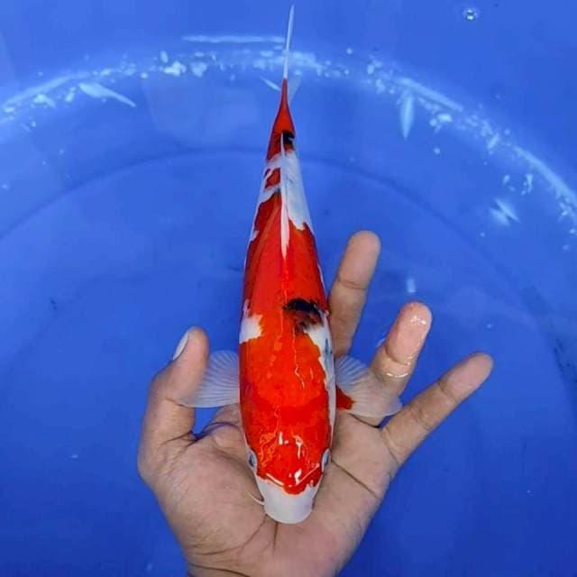 10. Sanke || 26 cm