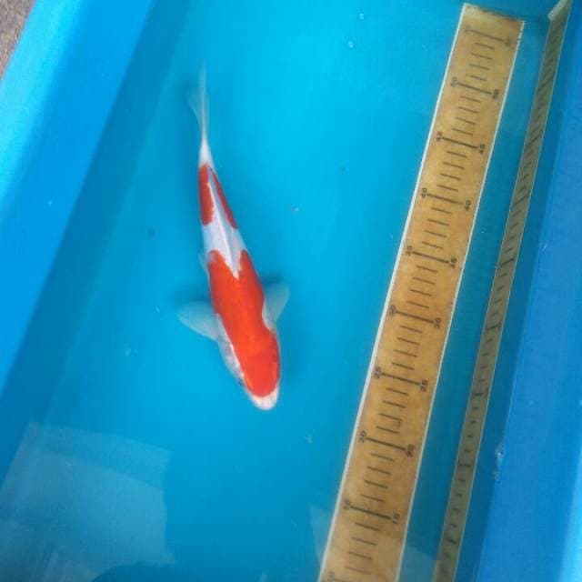 Kohaku doitsu murni
