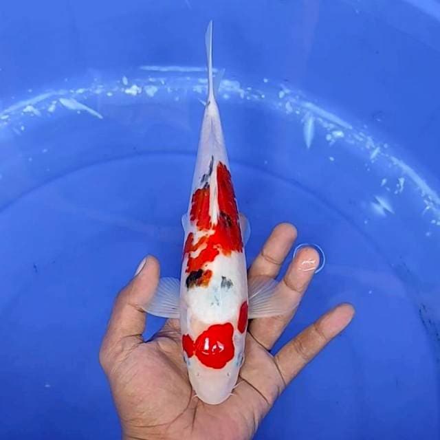 12. Sanke || 27 cm