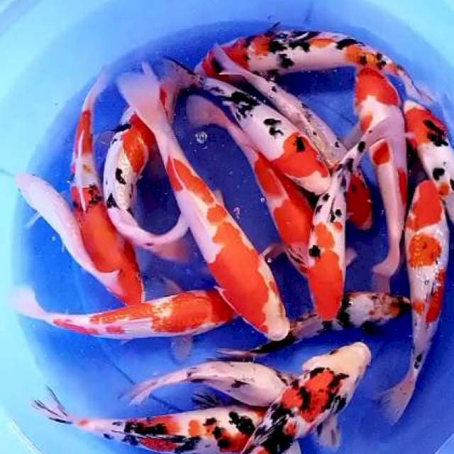 Mix 25 bu-30 cm.15 ekor bonus 2