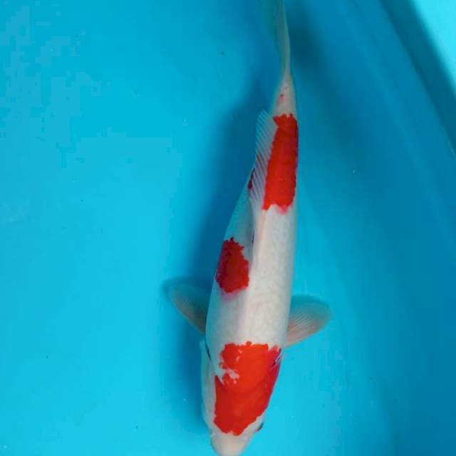 Supwer kohaku