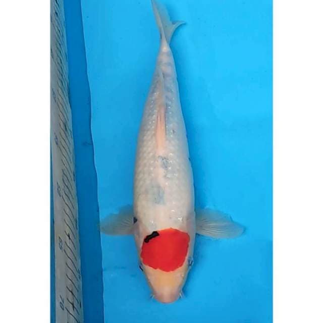 Tancho Showa Original Tategoi 34 (M)