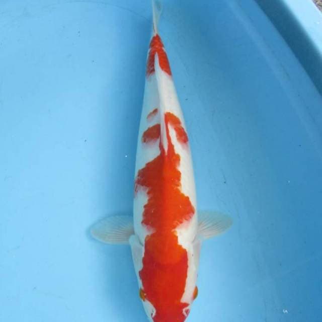 Super jumbo kohaku
