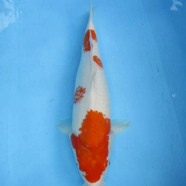 Super kohaku