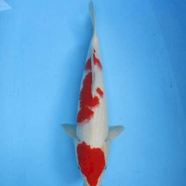 Maruten showa sansoku