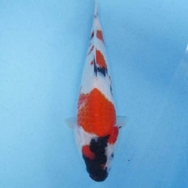 Maruten showa sansoku