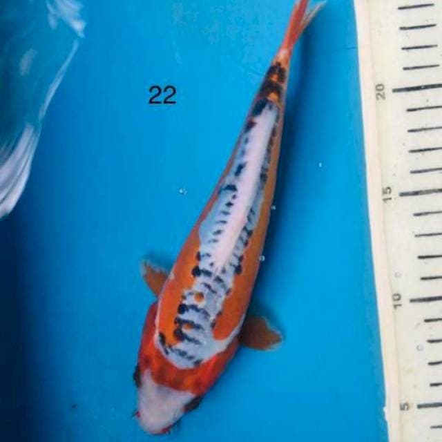 HN shusui shortbody,22cm