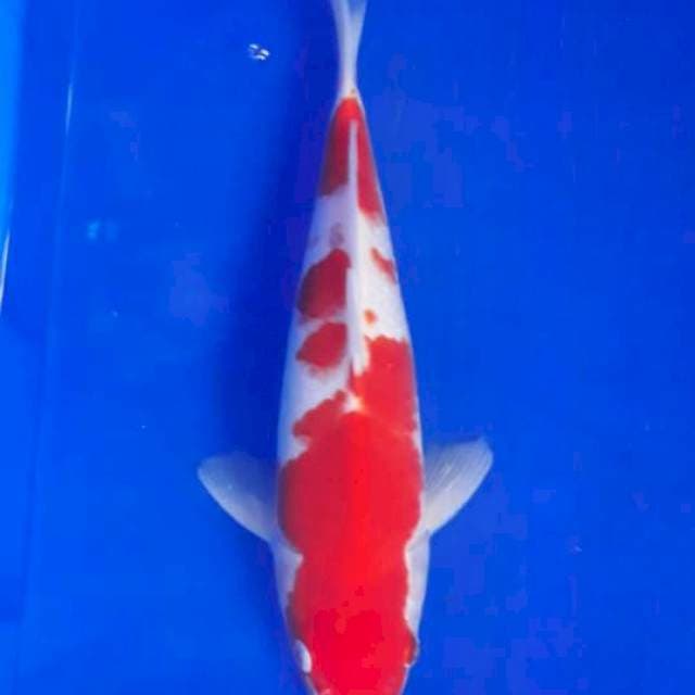 Kohaku 30cm