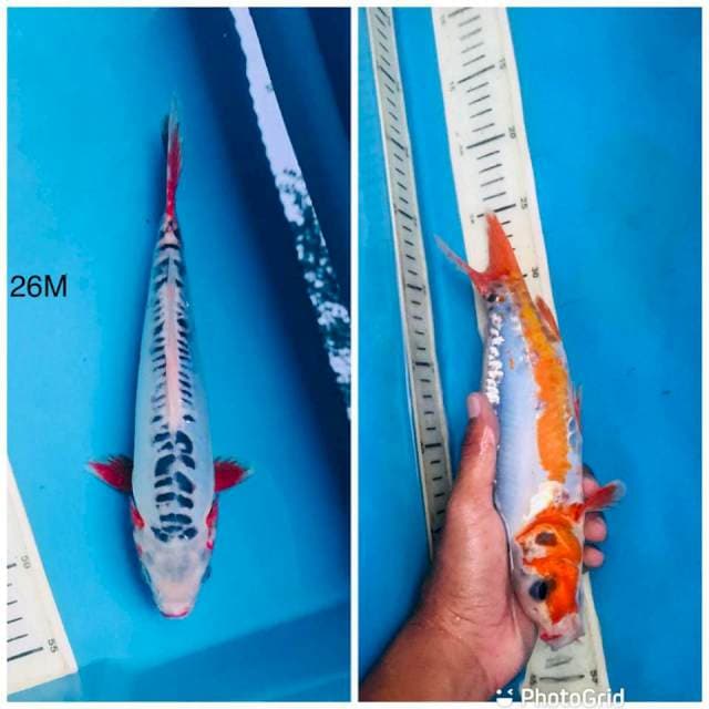 HN shussui ,26cm