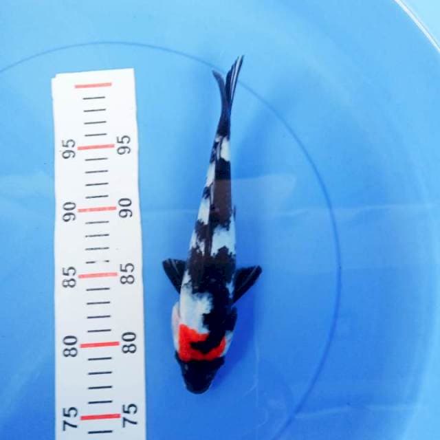 Tancho showa 24cm