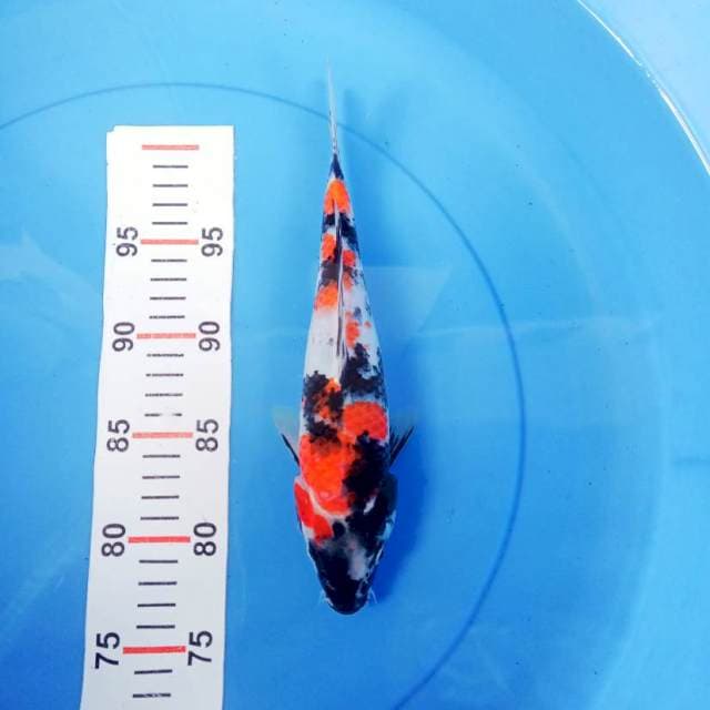 Showa 27cm