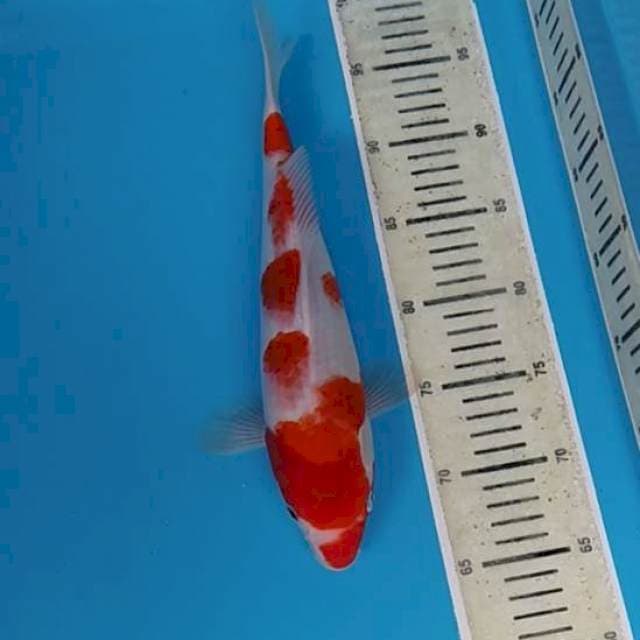 Kohaku ~33