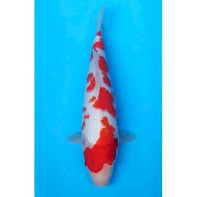 HQ Kohaku Strong Original 32cm (M)
