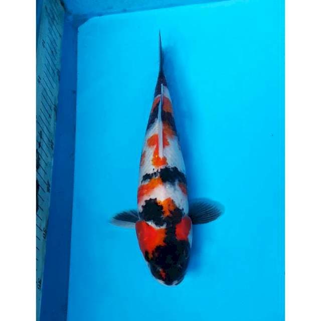 Showa Sanshoku Original Good Body 29cm (M)