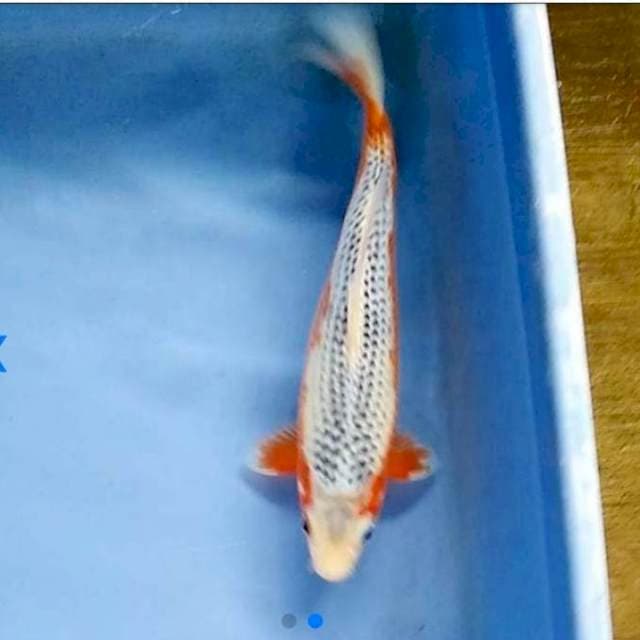 Asagi 32cm female