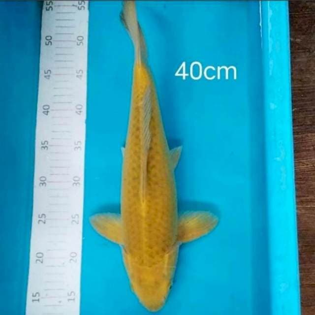 Midori 40 cm Male