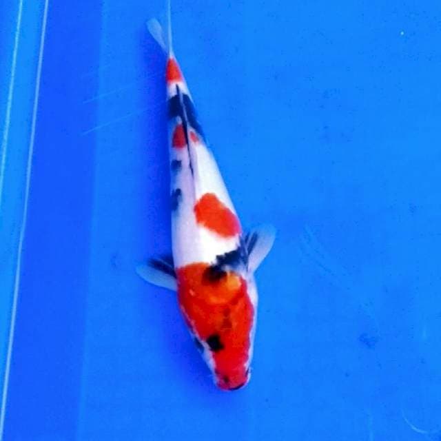 Kindaii showa tategoi