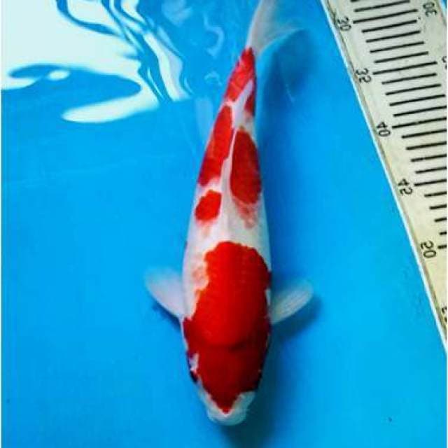Kohaku Jumbo Tosai, 38cm