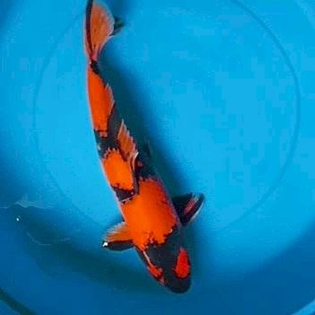Hi utsuri 45cm Female